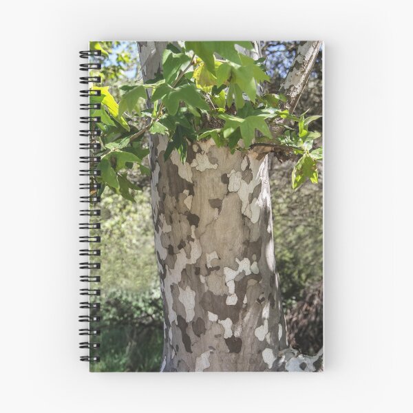 Item preview, Eucalyptus Tree  designed and sold by heatherfriedman.