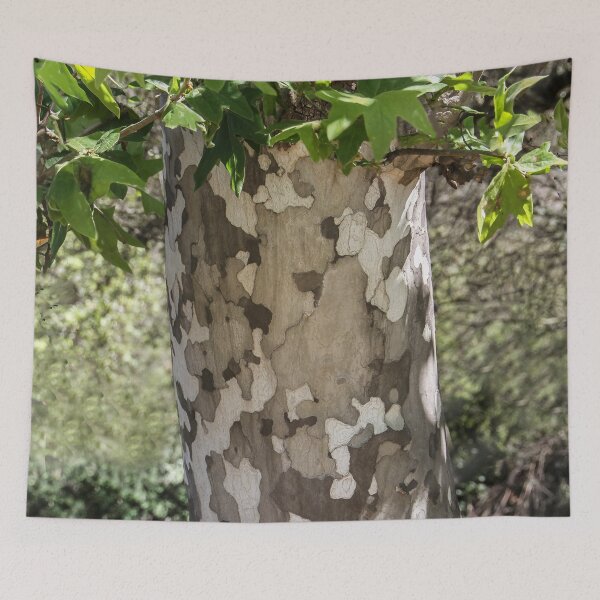 Item preview, Eucalyptus Tree  designed and sold by heatherfriedman.