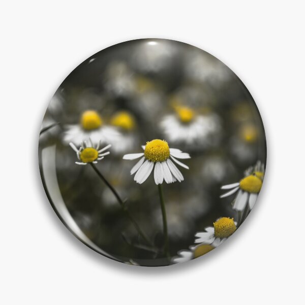 Item preview, Daisies and black background (photo landscape) designed and sold by Stéphane Thirion.