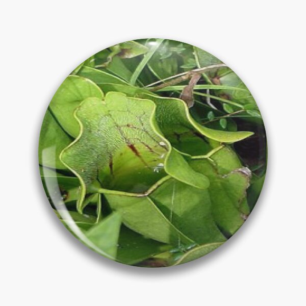 Item preview, Pitcher Plants of Acadia designed and sold by Dubage603.