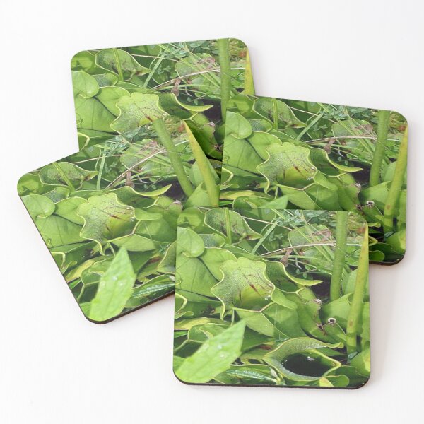 Item preview, Pitcher Plants of Acadia designed and sold by Dubage603.