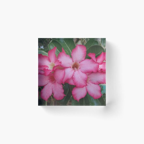 Item preview, Flowers With Dew Drops designed and sold by cynarts.