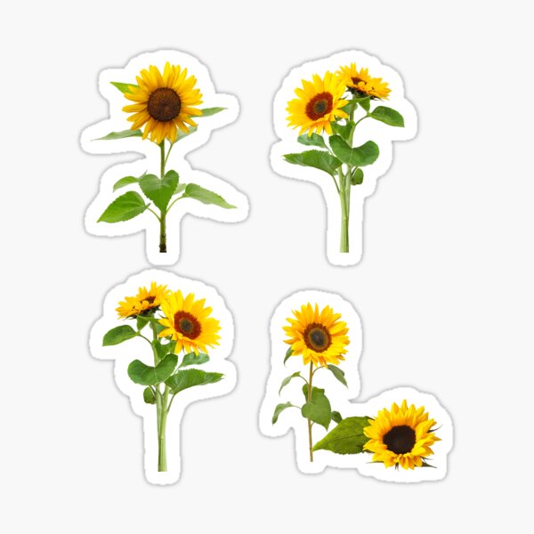 Artikel-Vorschau von Sonnenblumenverlust, designt und verkauft von brikoi.