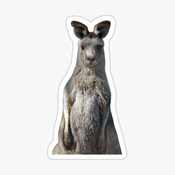 Kangaroo 2 Sticker