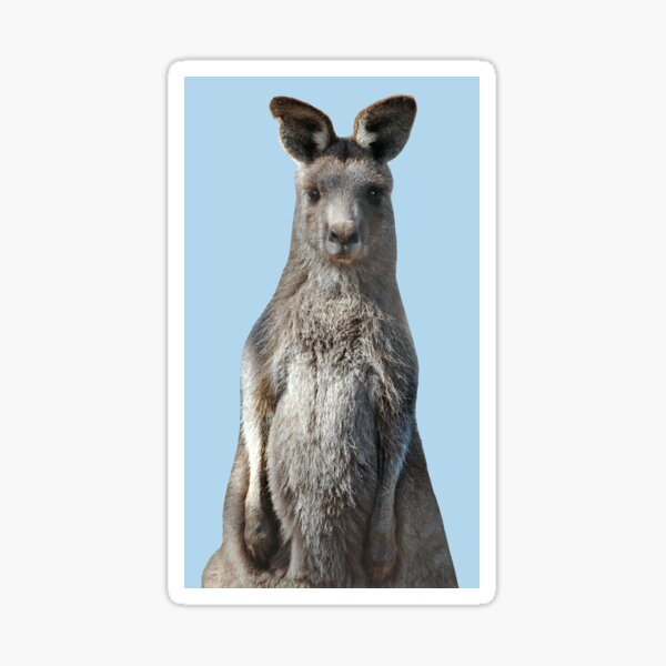 Kangaroo 3 Sticker