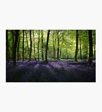Evening Bluebells Photographic Print