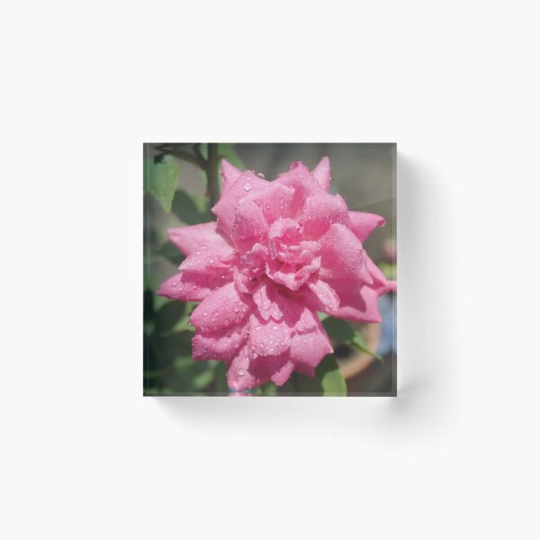 Item preview, Pink Blossom With Dew Drops designed and sold by cynarts.