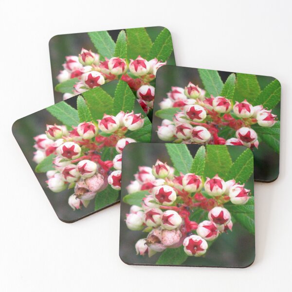 Item preview, Snow Berries (Gaultheria hispida) - Tasmania. designed and sold by Marilyn Harris.