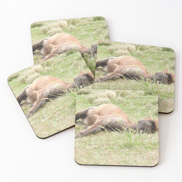 Item preview, Resting Foal Photo designed and sold by Michelle Elizondo.