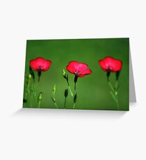 Three Amigos Greeting Card