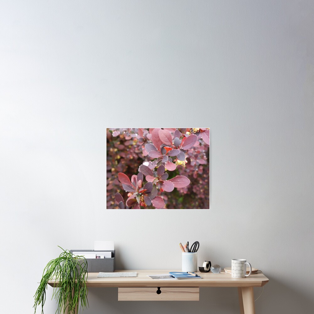 Pearls - Raindrops on Bayberry Poster