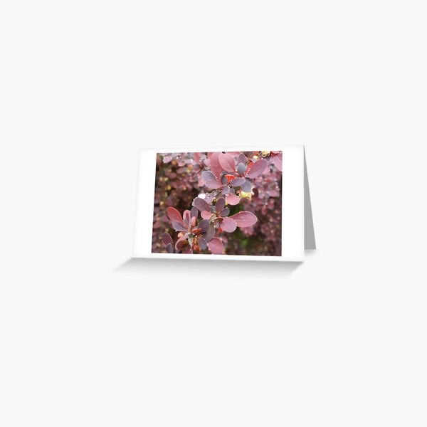 Pearls - Raindrops on Bayberry Greeting Card