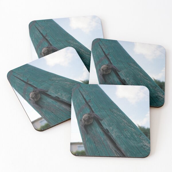 Item preview, bat study designed and sold by distracted.