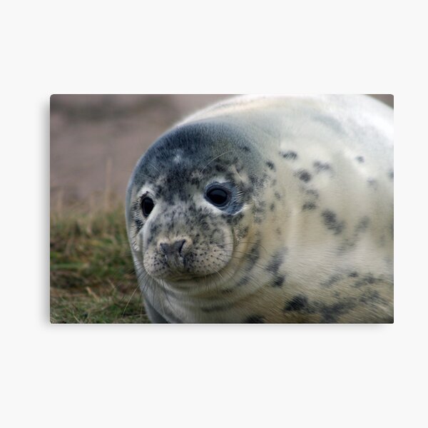 Grey Seal Pup Metal Print