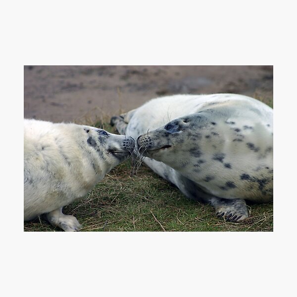 Grey Seal Pups Sniffing each other Photographic Print