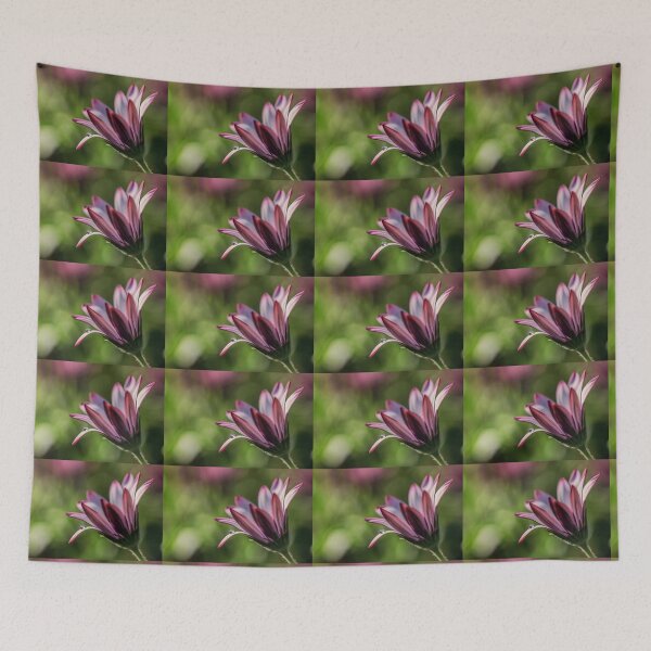 Item preview, Osteospermum. designed and sold by John Ray.