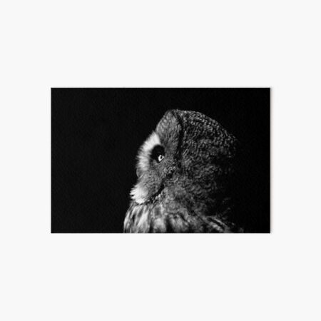 Great Grey Owl Portrait Art Board Print