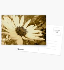 Sunflower Postcards