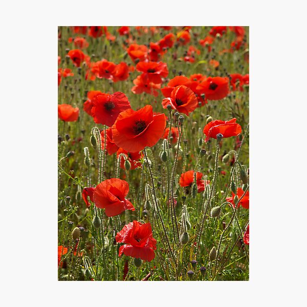 Poppies Photographic Print