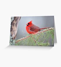 Cardinal in January Greeting Card