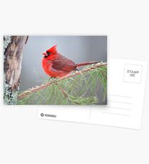 Cardinal in January Postcards