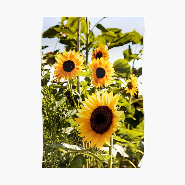 Summer Sunflowers Closeup Poster
