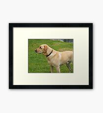 Yellow Lab Framed Print