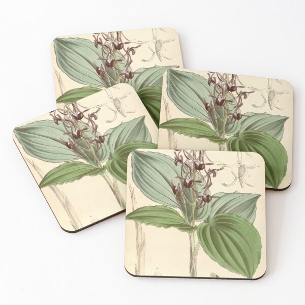 Item preview, Liparis atropurpurea Curtis' 91 (Ser. 3 no. 21) pl. 5529 (1865) designed and sold by EsotericBotanic.
