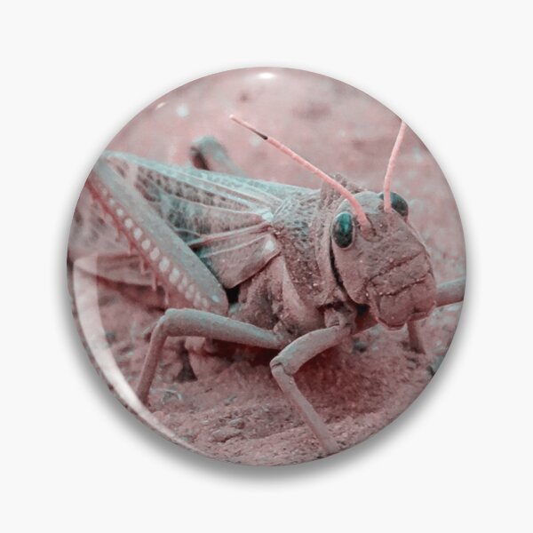 Item preview, Locust at Ground, Talampaya National Park, La Rioja, Argentina designed and sold by DFLC Prints.