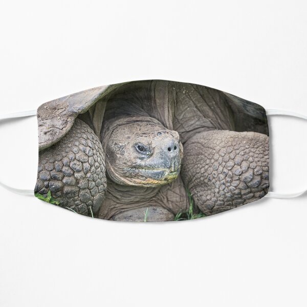 Ponderous Tortoise Flat Mask