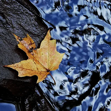 Vorschaubild zum Design Maple leaf with rock and river von J Rier Photography