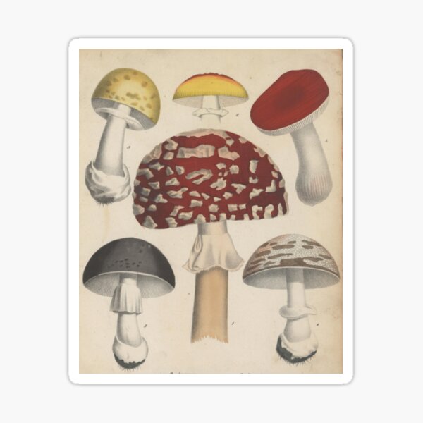 Item preview, Naturalist Mushrooms designed and sold by BlueSpecsStudio.