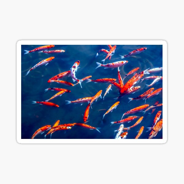 Fish In The Blue Water Sticker