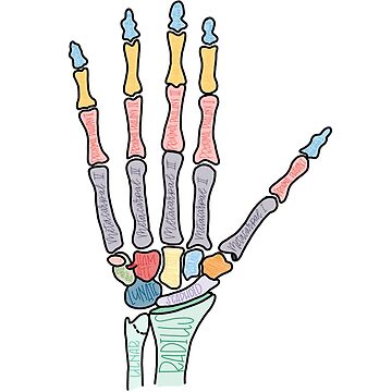 Artwork thumbnail, Bones of the Hand by makayla-21