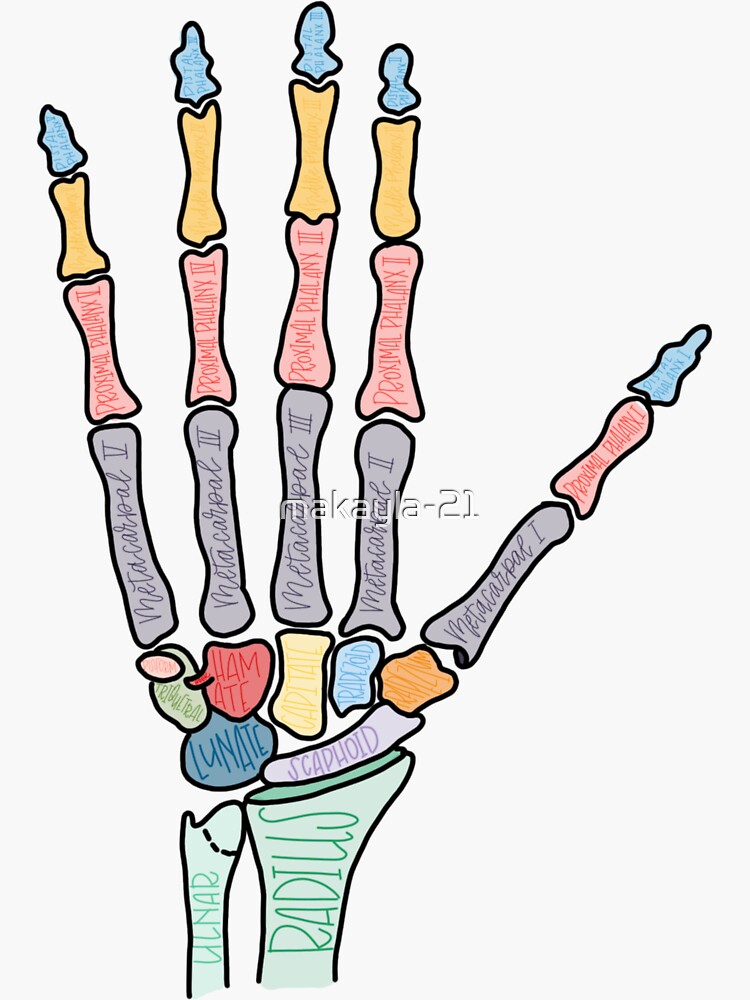 Thumbnail 3 of 3, Sticker, Bones of the Hand designed and sold by makayla-21.