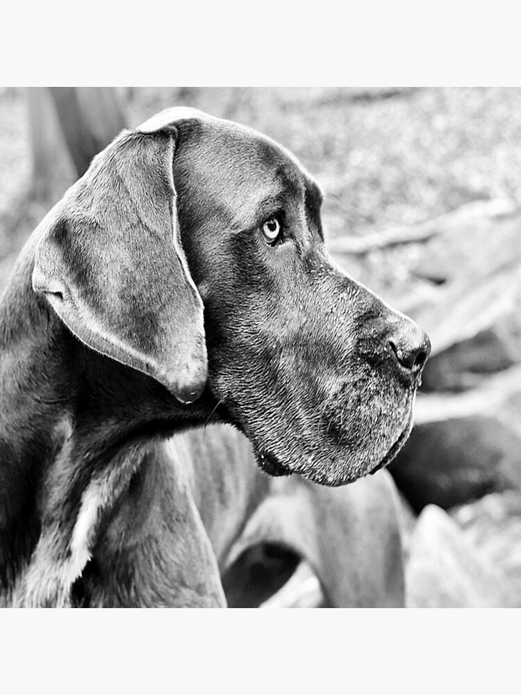 Blue Black Great Dane by Slinky-Reebs