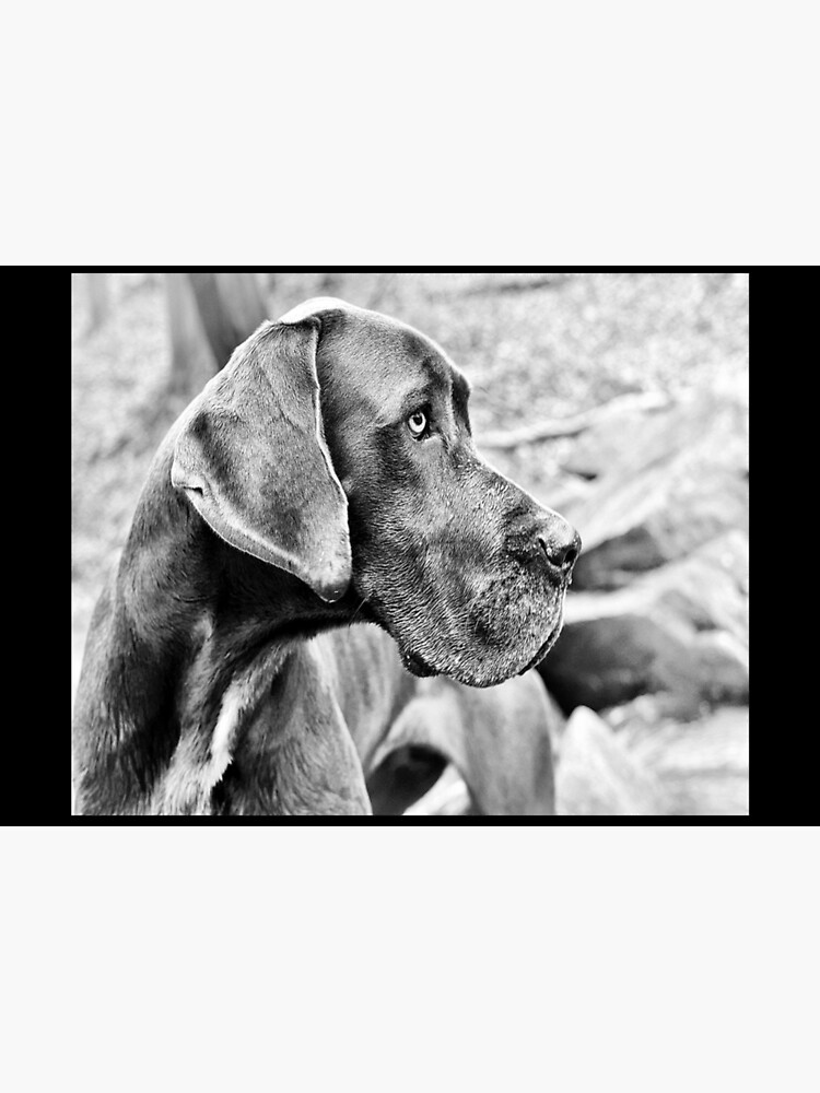 Thumbnail 3 of 3, Jigsaw Puzzle, Blue Black Great Dane designed and sold by Slinky-Reebs.