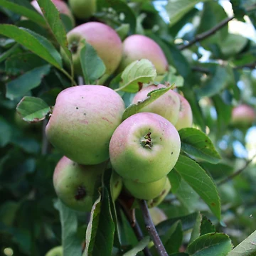 Artwork thumbnail, Ripening Apples  by DesignsofNote
