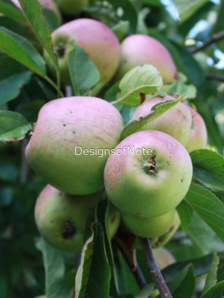 Thumbnail 4 of 4, iPhone Case, Ripening Apples designed and sold by DesignsofNote.