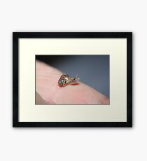 Baby Giant African Land Snail 5 Framed Print