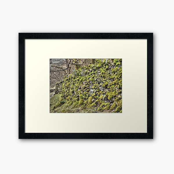 Moss on a dry stone wall Framed Art Print
