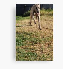 Grace - Stag Hound 1.5 years Canvas Print
