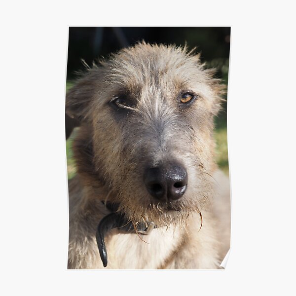 stag wolfhound