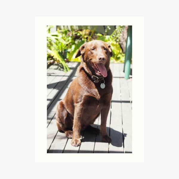 kelpie cross labrador dog