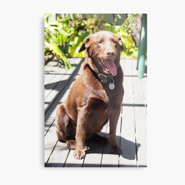 Chocolate labrador cross store kelpie