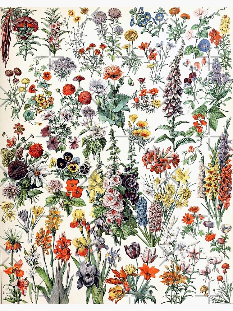 Adolphe Millot Fleurs A Vintage Flowers by epitomegirl