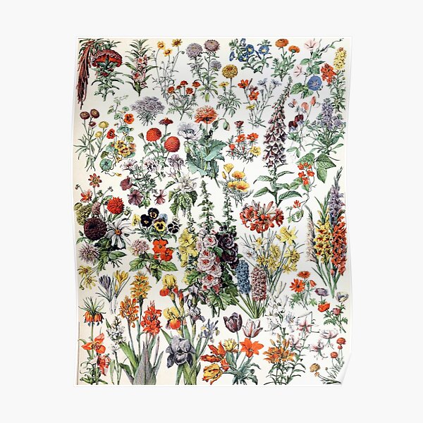Adolphe Millot Fleurs A Vintage Flowers Poster