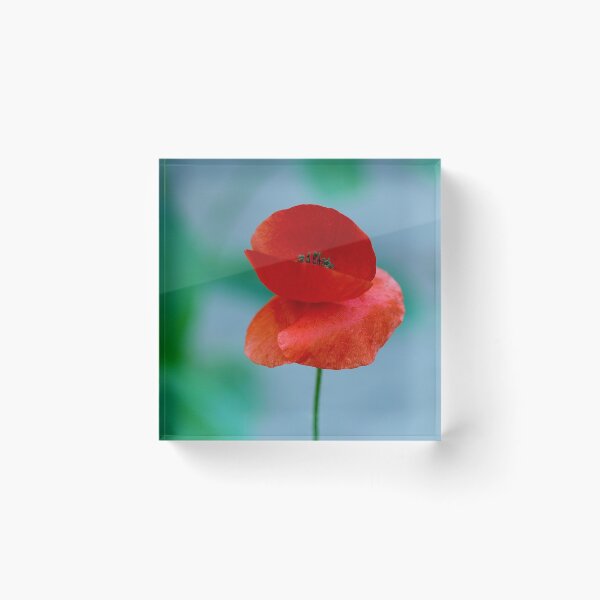 Item preview, Beautiful Red Poppy Growing In My Garden designed and sold by BRENDA DOHERTY.