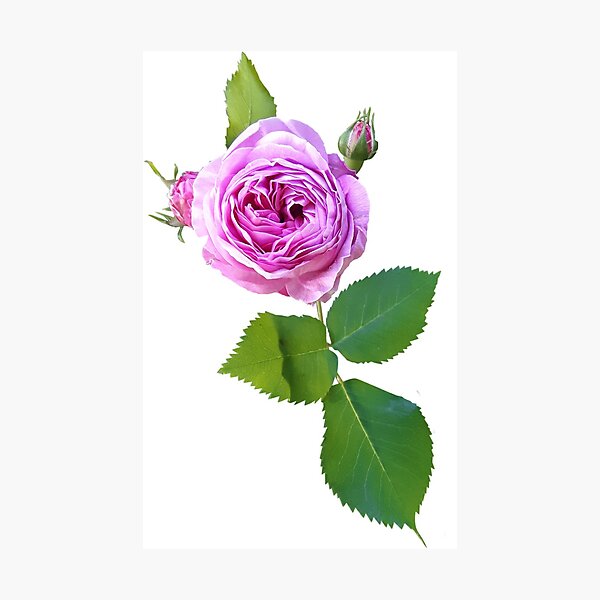 Item preview, Pink Rose | Damask Rose | English Rose designed and sold by AgaSilva.