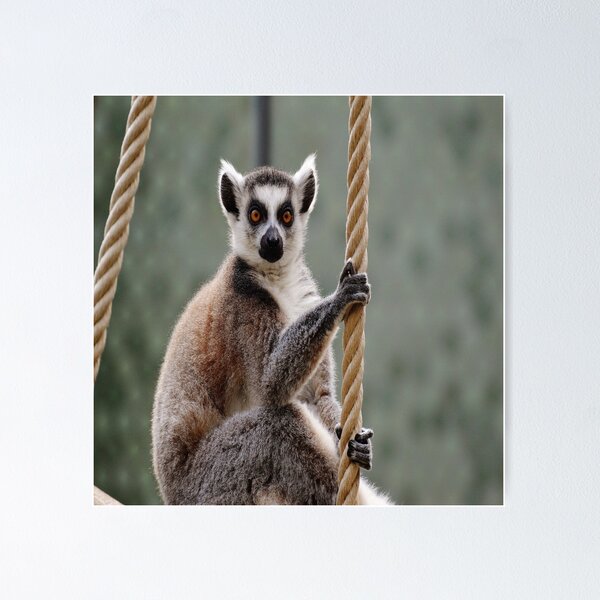 Randal Ford - Ring Tailed Lemur | Widewalls